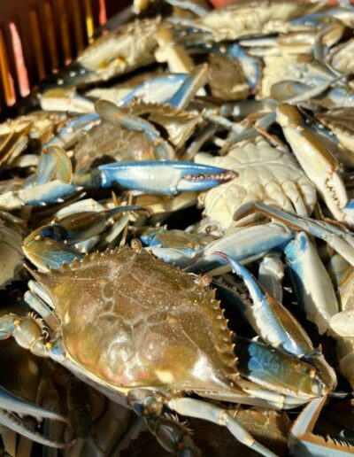 Crab Meat, exprolago, exprolago.com, Exquisite Blue Crab Delicacies, Pre-Cooked Blue Crab Meat